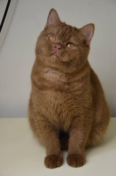 British Shorthair