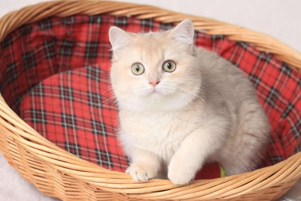 British Shorthair
