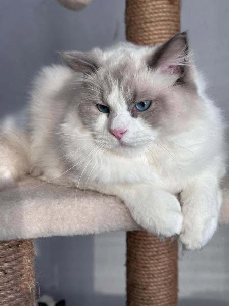 Ragdoll