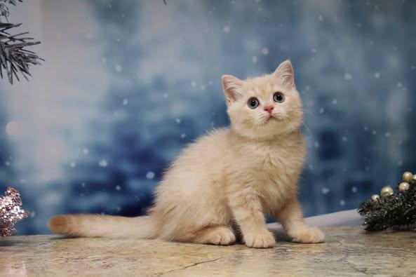 British Shorthair