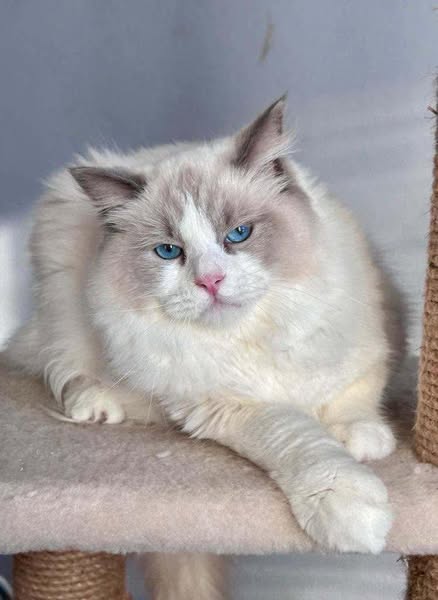 Ragdoll