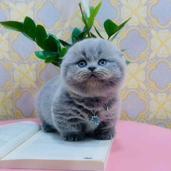 Munchkin Fold