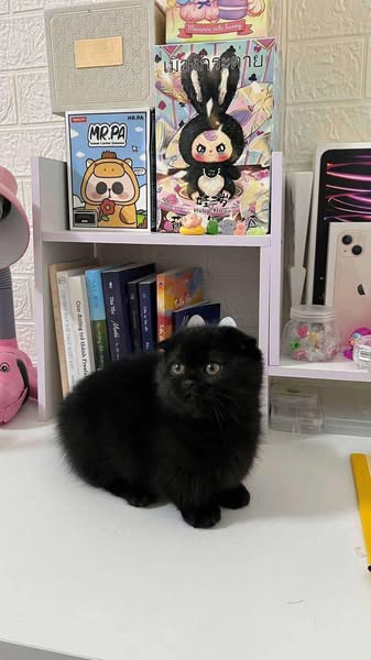 Munchkin Fold