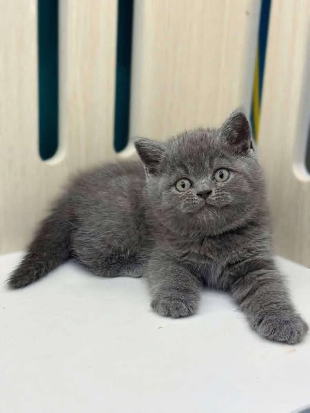 British Shorthair