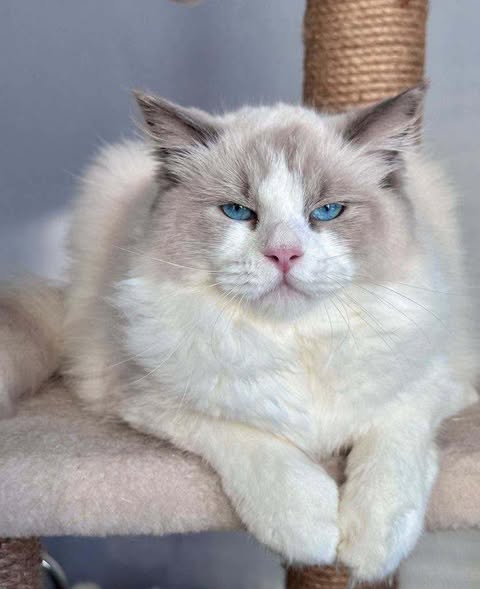 Ragdoll