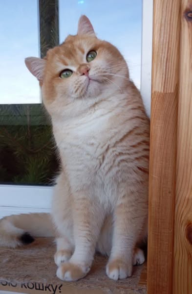 British Shorthair