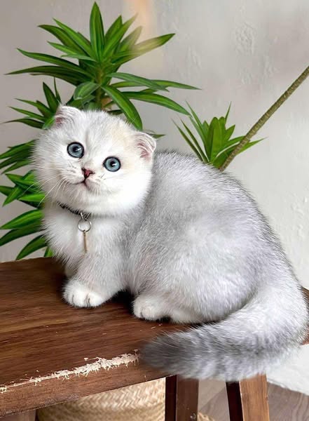 Munchkin Fold