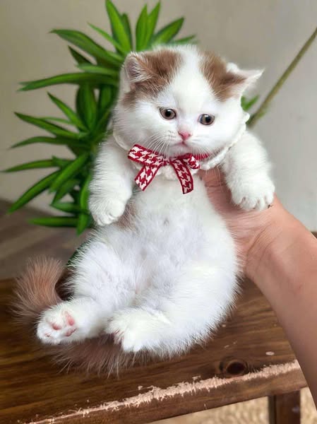 Munchkin