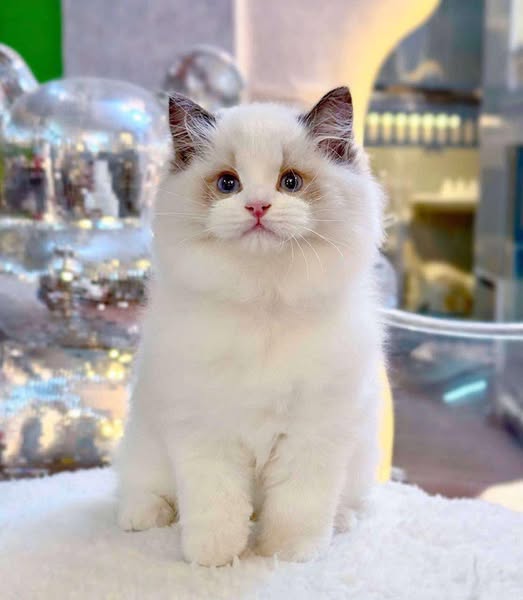 Ragdoll