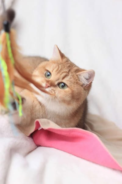 British Shorthair