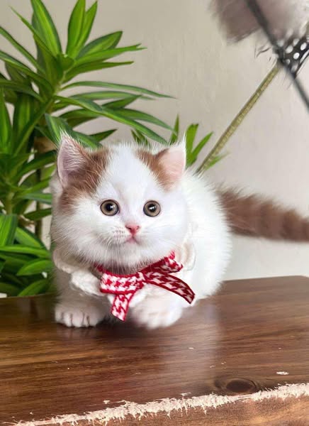 Munchkin