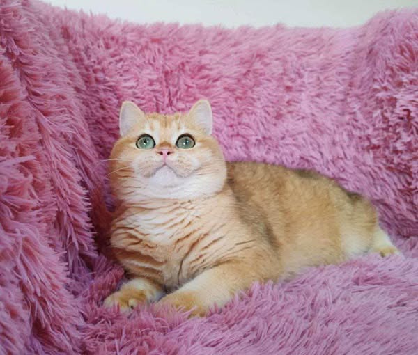 British Shorthair