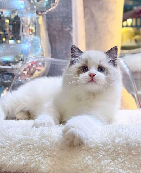 Ragdoll