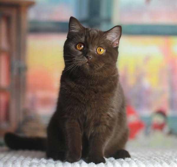 British Shorthair