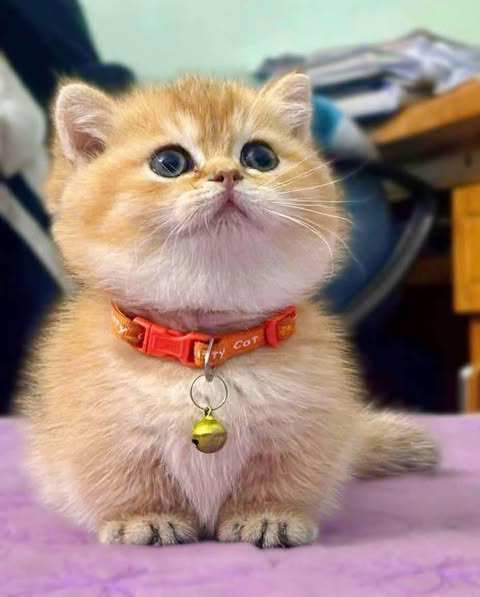 Munchkin