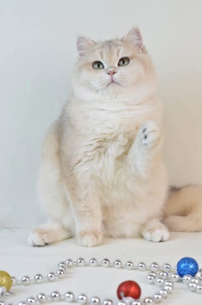 British Shorthair