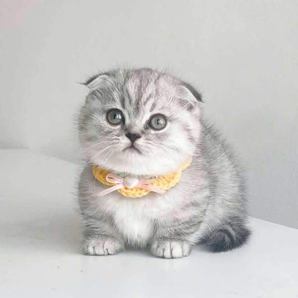 Munchkin Fold