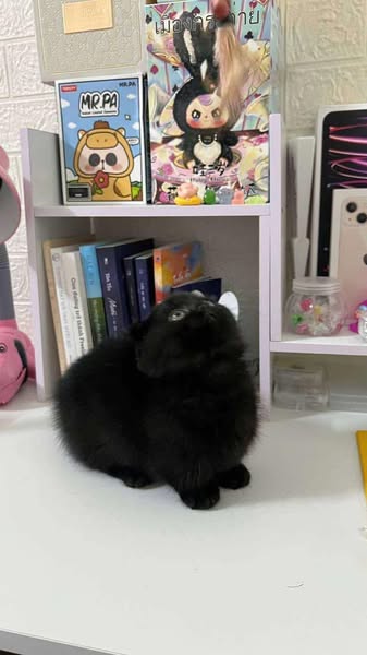 Munchkin Fold