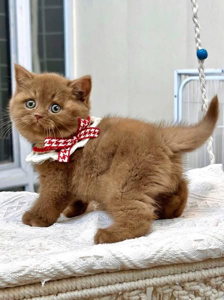 British Shorthair