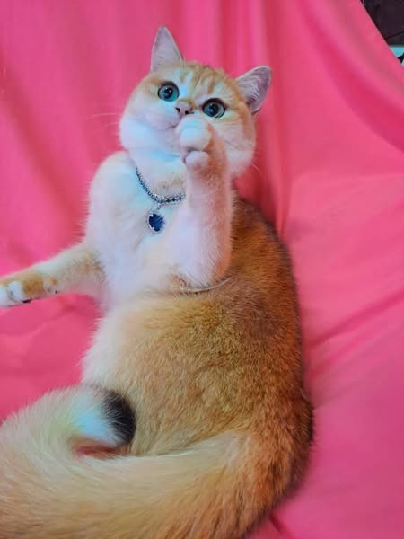 British Shorthair