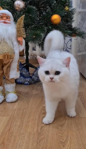 British Shorthair