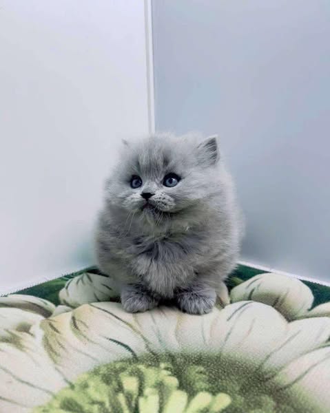 Munchkin Longhair