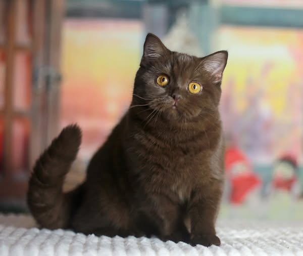 British Shorthair