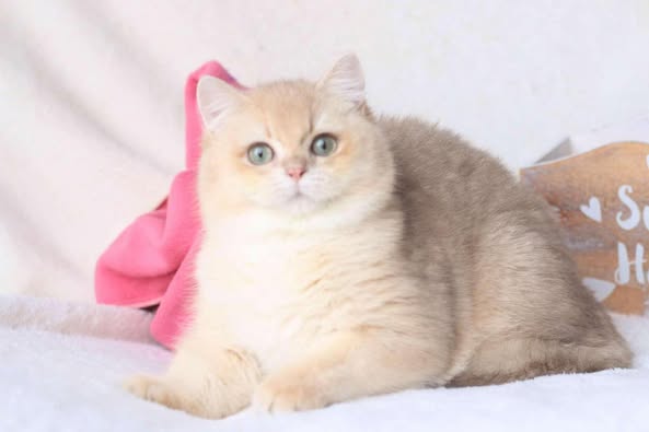 British Shorthair