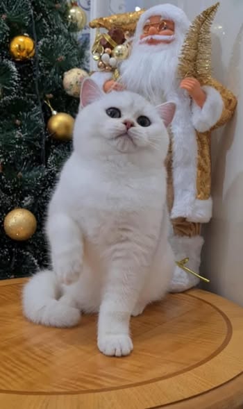 British Shorthair