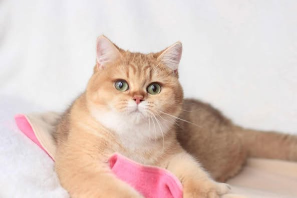 British Shorthair