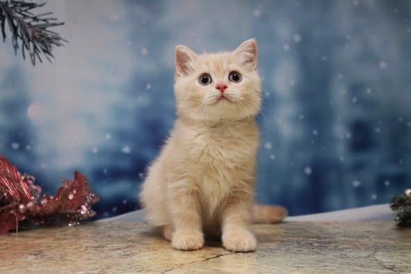 British Shorthair