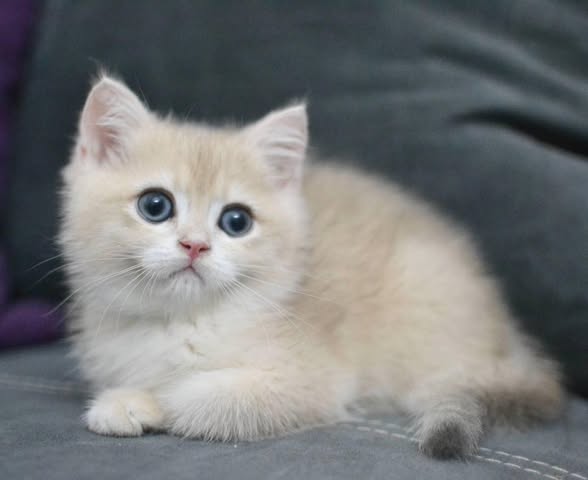 British Shorthair