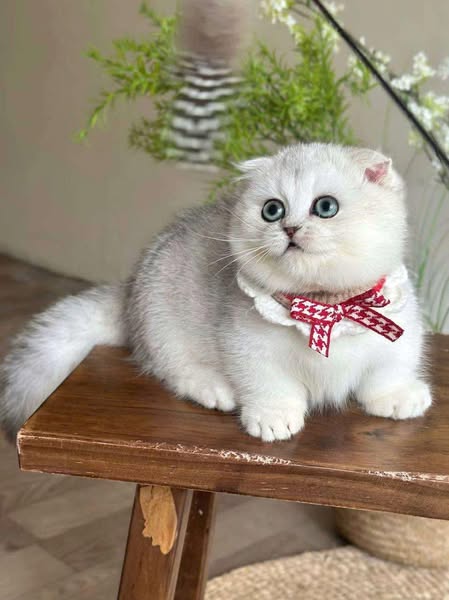 Munchkin Fold