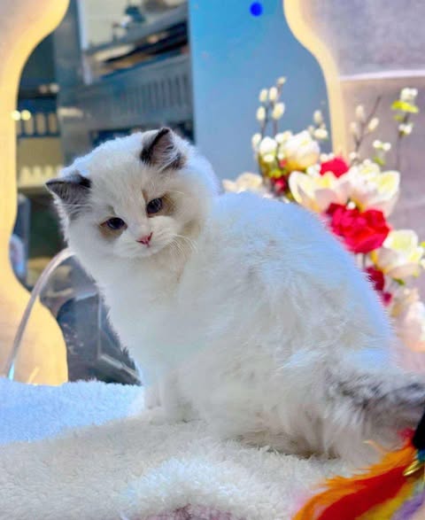 Ragdoll