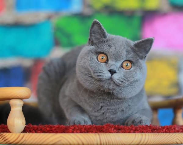 British Shorthair