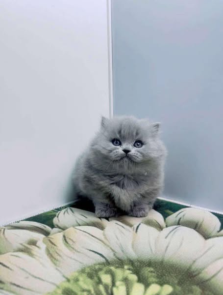 Munchkin Longhair
