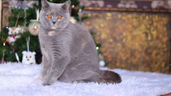 British Shorthair