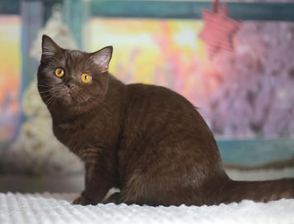 British Shorthair