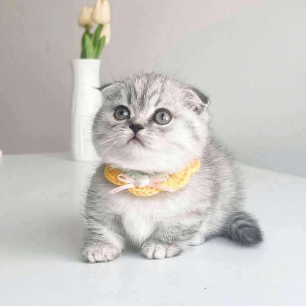 Munchkin Fold