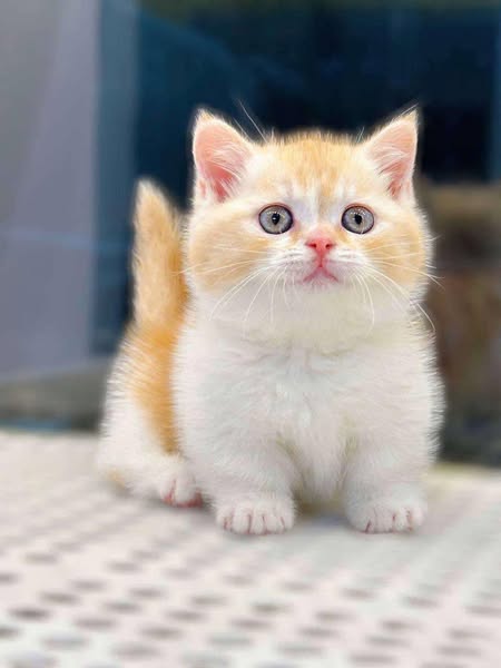 Munchkin