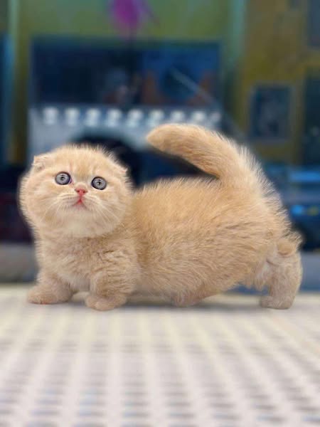 Munchkin