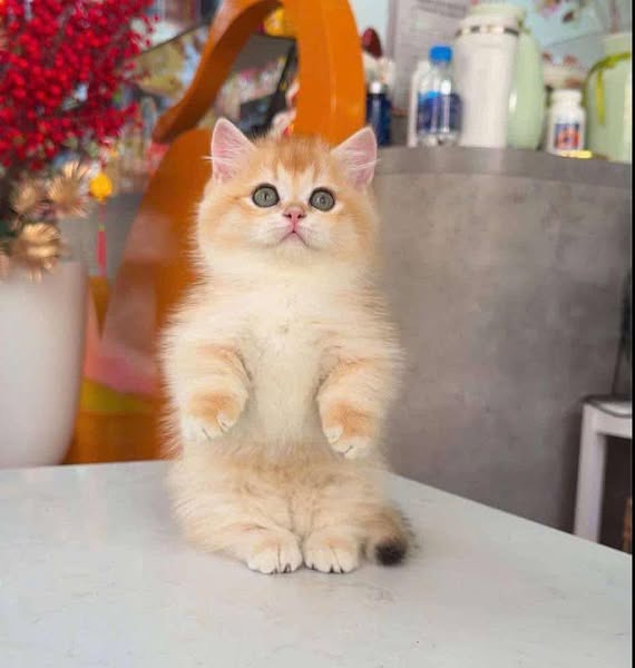 Munchkin