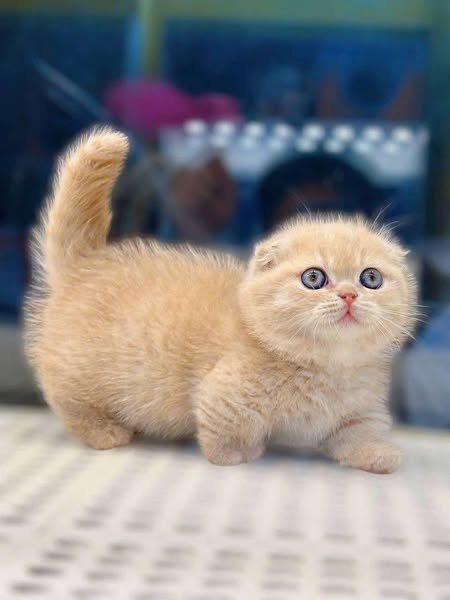 Munchkin