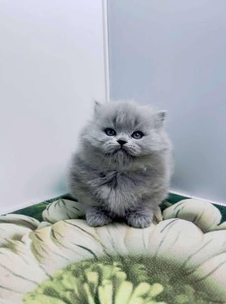 Munchkin Longhair