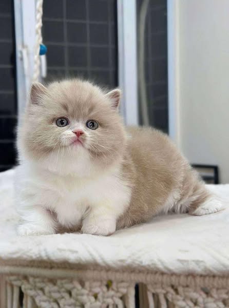 Munchkin Longhair