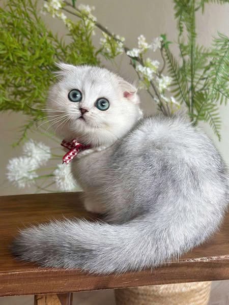 Munchkin Fold