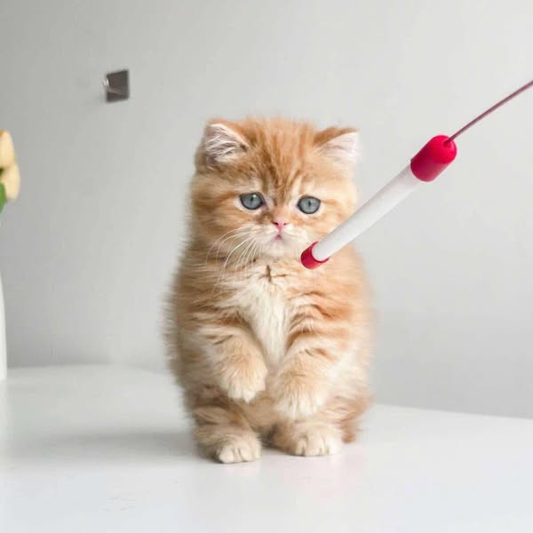 Munchkin