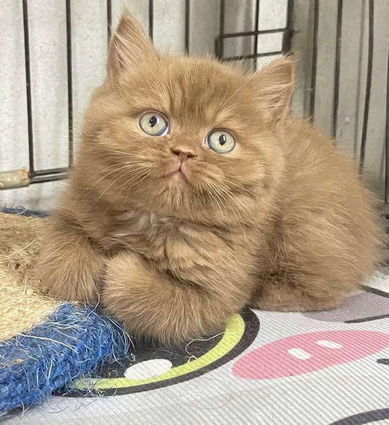 British Shorthair