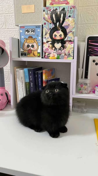 Munchkin Fold