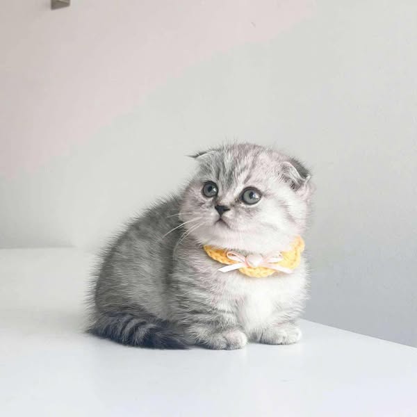 Munchkin Fold